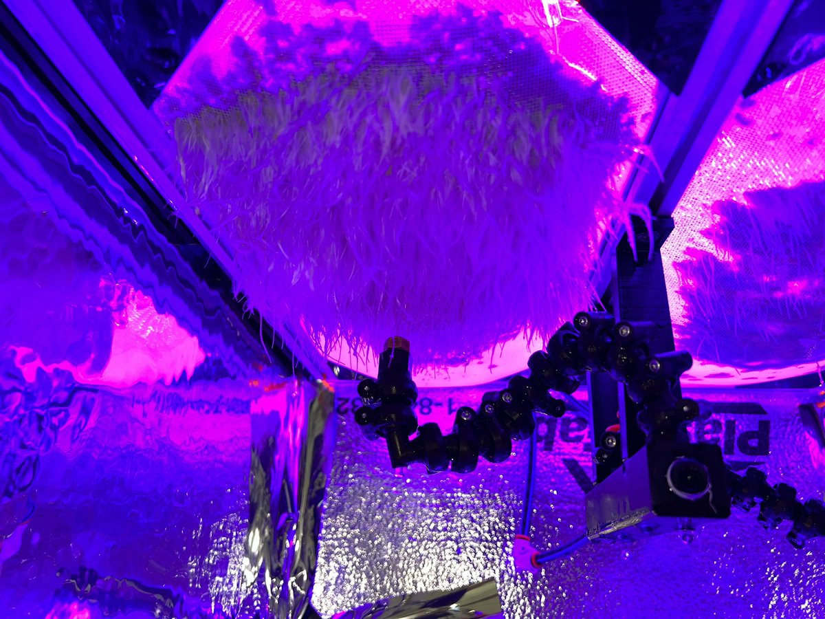 ProjectPeaPod's tweet image. Looks great! We did a batch of arugula in a custom aeroponic system this past January. Test batch was sampled for microbial and chemical analysis as part of the DSFC.

P.S. What’s the purpose of the labelling on the tray? Photography colour reference perhaps 🤔?