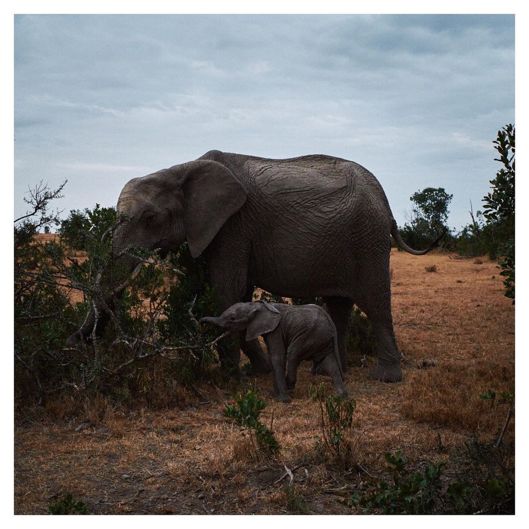 Repost from @adamstevensvisuals 📸🐘

Ol Pejeta Conservancy, Kenya, 2023

Captured on assignment with @brittanygawley and <a href="/jemuexpeditions/">Jemu Expeditions</a>