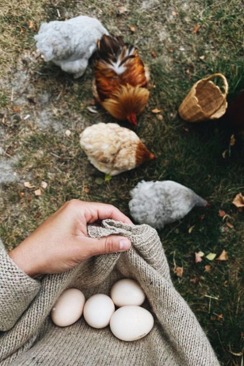 My Backyard Chickens & Their Favorite Things
Click: amzn.to/3EBRL7q

#backyardchickens #babychick #babychickens #raisingchickens #chickens #chickensaspets #chickencoop #petchickens #amazonhome #amazonhomefinds #amazonfinds #amazonfinds2023 #foundonamazon #founditonamazon