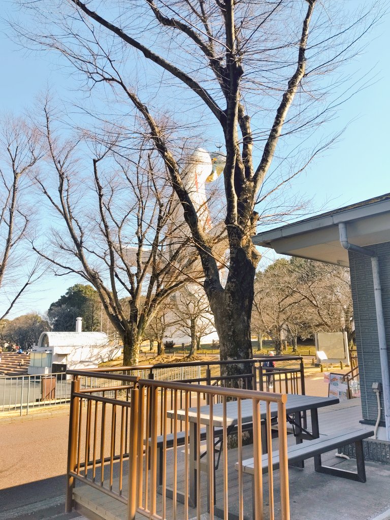 LIVINGPARKbp's tweet photo. 暖かい陽射しに少しづつ春の訪れを感じます♪

好評開催中の #梅まつり も連日賑わってまいりました♪

今��は万博公園でのんびり日向ぼっこしませんか？(o´艸`)

#万博   #デイキャン
#ナゲットナゲット
#リビングパーク  
#企業公式春のフォロー祭り 
#企業公式相互フォロー https://t.co/rOJWC843w2
