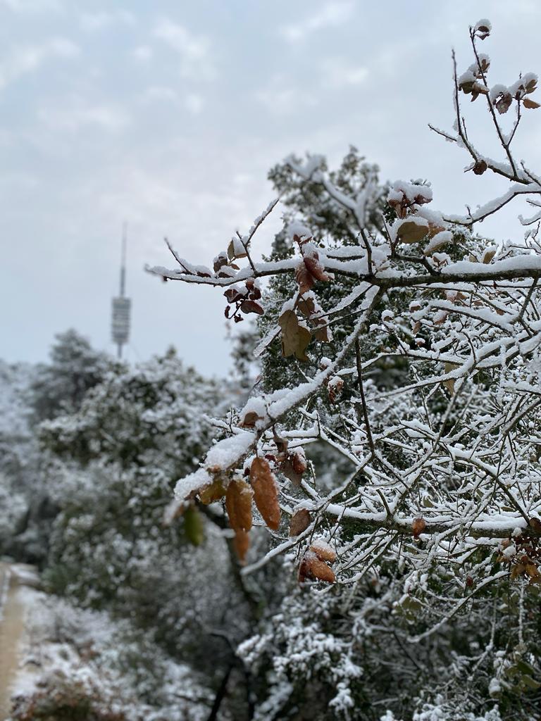 parcncollserola's tweet photo. Segona nevada de l'hivern a la serra de #Collserola, amb breus afectacions al trànsit la nit passada. Ara ja tot restablert, pendents de l'evolució les properes hores. #ParcNaturalCollserola https://t.co/2W1v6rY3En