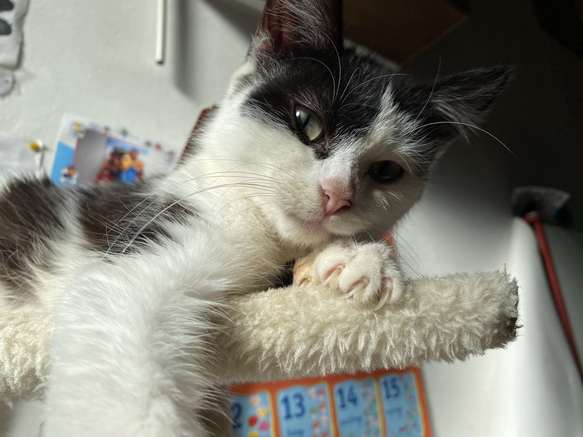 oceaneslgs's tweet photo. P’tites photos de mon chat parce que je suis fan de lui https://t.co/gVfBFq2dDS