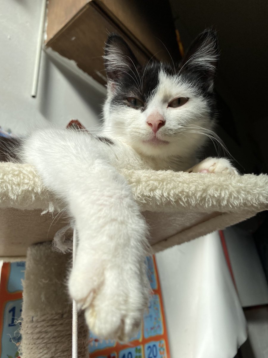 oceaneslgs's tweet photo. P’tites photos de mon chat parce que je suis fan de lui https://t.co/gVfBFq2dDS