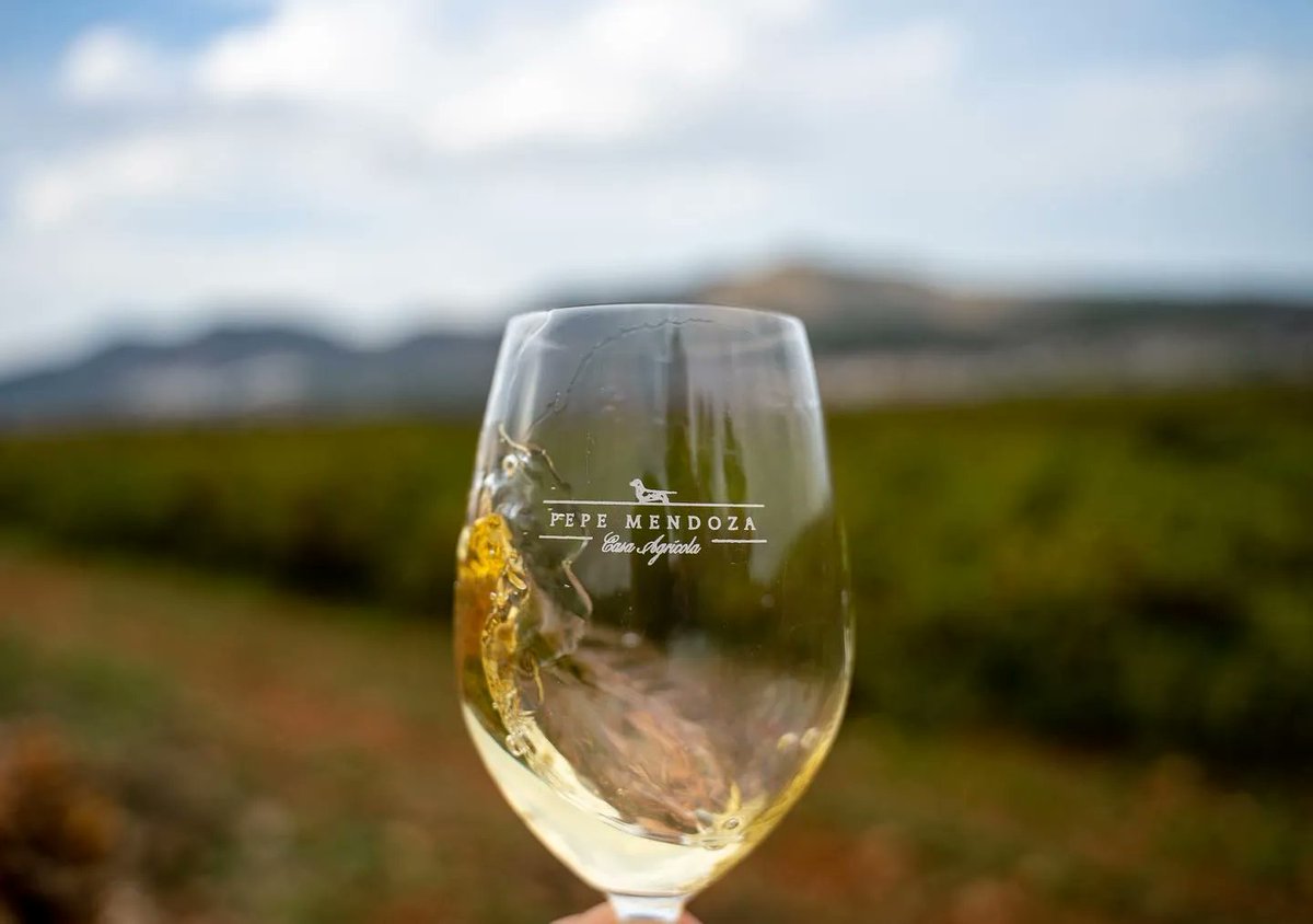 🥂 ¡El mejor momento para disfrutar de un buen #VinoBlanco siempre es ahora!

👉🏼 #PepeMendozaCasaAgrícola es una de las mejores opciones para gozar de la experiencia.

🙌🏻 ¡Salud siempre!

#DistribucionesLatorre #Jaén #Vinos #WineLovers #Hostelería #WineMoment