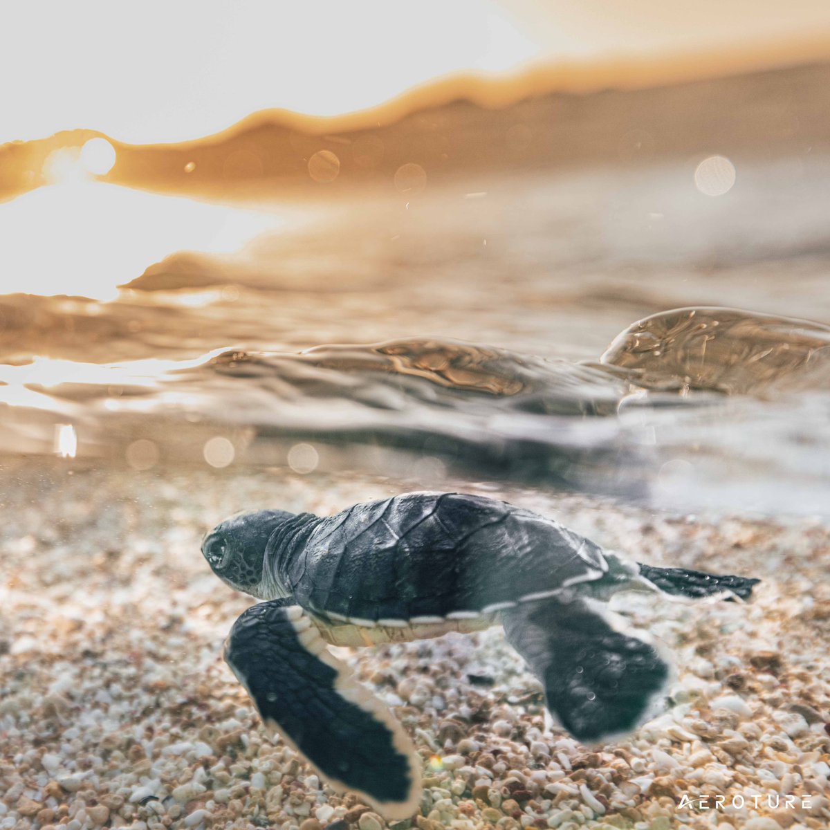 Baby sea turtles first encounter with the ocean.
#wathedreamstate #seeaustralia #yourshotphotographer #earthcapture #ausgeo #natgeo #natgeoau #perthisok #aeroture #canonaustralia #australia #earth #ocean #turtle #turtles #underwater #underwaterphotography #discovery #animalplanet