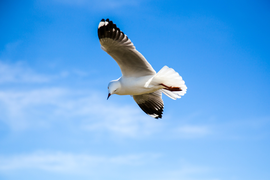 GirlsSailing's tweet photo. She is putting on a show!🌸💙🌸

#seabirds #birds #nature #birdsofinstagram #wildlife #bird #birdphotography #wildlifephotography #naturephotography #birdwatching #seabird #seagull #sea #seagulls #best #ig #photography #love #perfection #birding #birdlovers #puffin #se https://t.co/zPu86VomRj