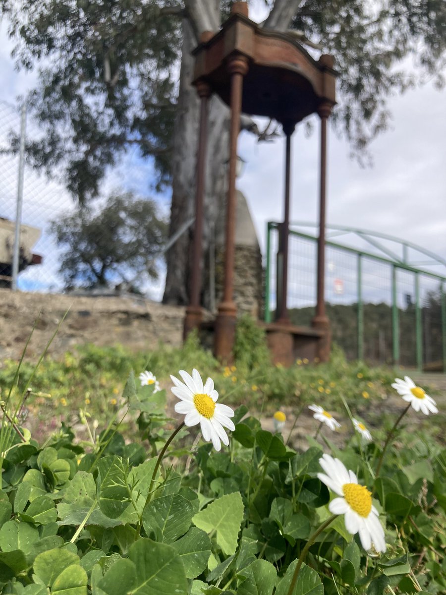 aceitolivex's tweet photo. Vamos a por el lunes 💪🏽 
.
.
#lunes #vamosaporellunes #aove #almazaradealcorneo #detusolivostuaceite #llegalaprimavera #primavera #margaritas #PueblosHermanos #alcorneo #campiñadevalenciadealcantara #peblosdelaraya #laraya #taejointernacional #parquedelabiosfera https://t.co/HLZ76iqSCU
