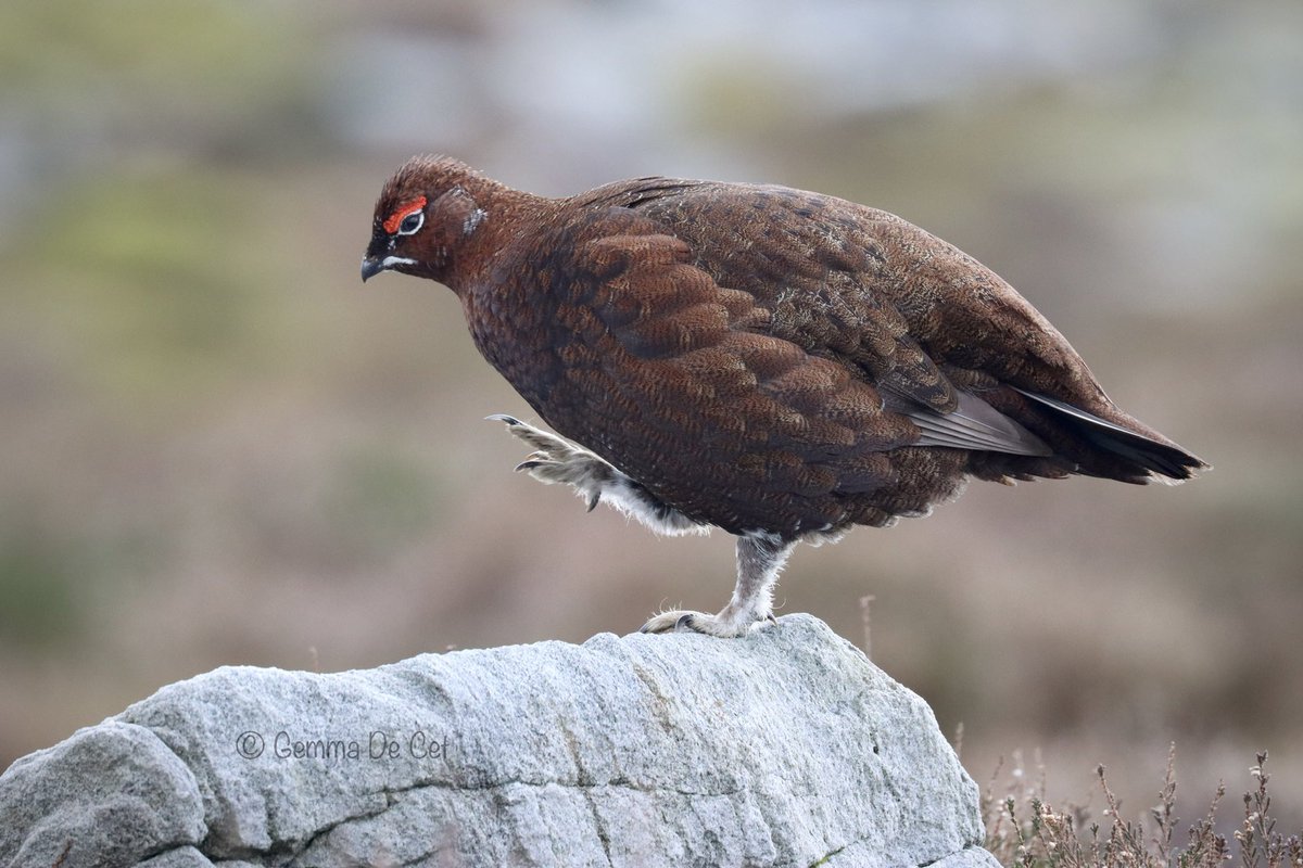 GemmaDC2's tweet photo. @Natures_Voice Brilliant weekend with the red grouse in Lancaster. https://t.co/AGoybD1i6M