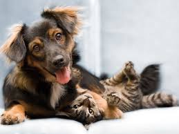 perfectpetnanny's tweet photo. Are you a Dog/Cat Mum? Will you be celebrating Mother's Day with your four-legged friend? What does your perfect celebration look like? https://t.co/SbJ2Ei88Jl
