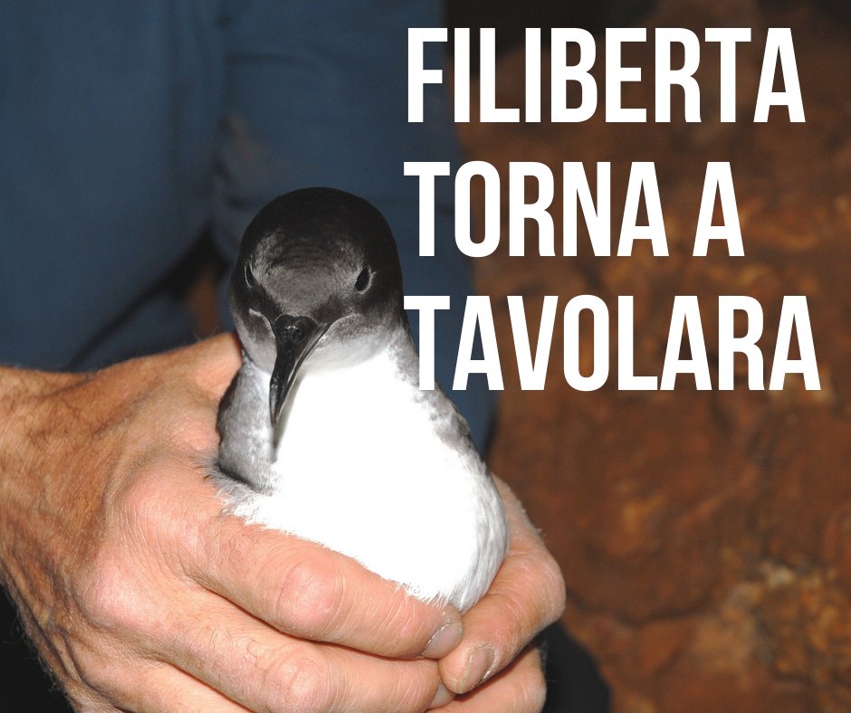 Amp_tavolara's tweet photo. Filiberta torna a Tavolara! @ISPRA_Press #amptavolara #life #puffinus https://t.co/C1U7hocc3C