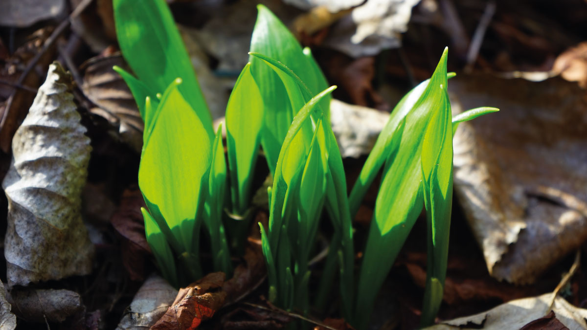 vandmsw's tweet photo. We have seen some early stock of Wild Garlic recently🌿 The season has only just begun, with fresh young shoots appearing 👌

#vandmsw #fresh #produce #southwest #westcountry #groceries #shopping #homedelivery #localcollection #quality #foods #wildgarlic #garlic #forage https://t.co/dUeyVZTbM3