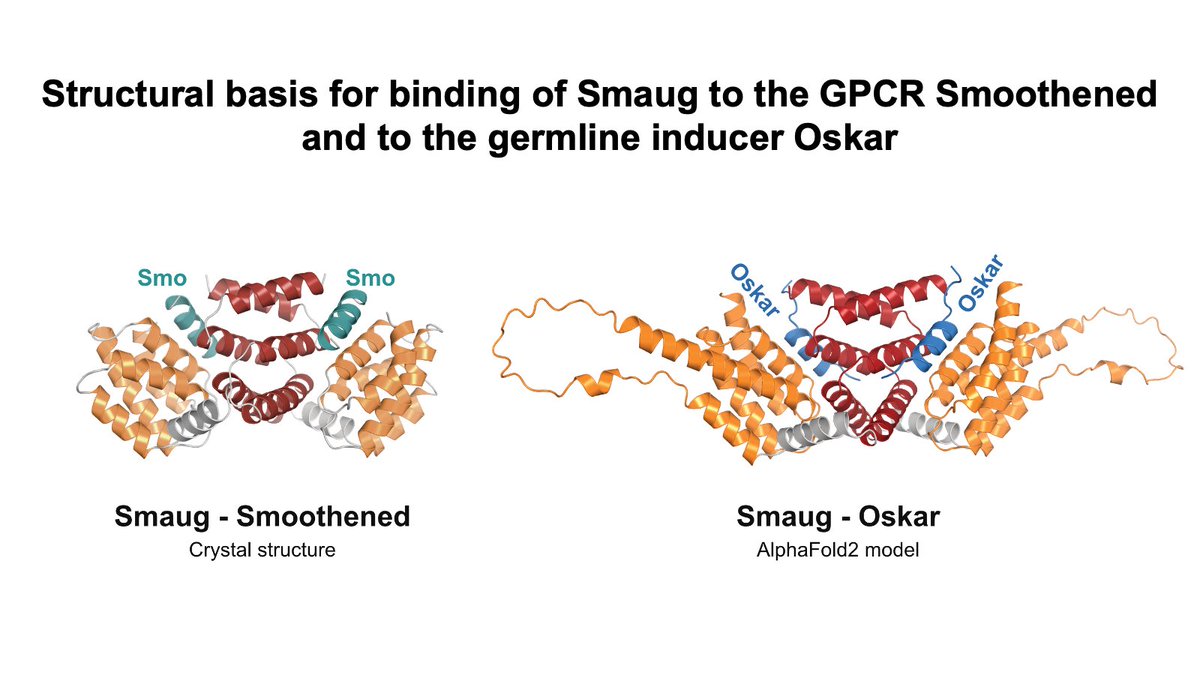 Mandy Jeske (@jeske_lab) on Twitter photo 🐉 Great work by Jana, Gabi, and Jutta on Smaug, Smoothened, and Oskar proteins is online! 🐉
biorxiv.org/content/10.110…
<a href="/biorxivpreprint/">bioRxiv</a> <a href="/dfg_public/">DFG public | @dfg_public@wisskomm.social</a> <a href="/UniHeidelberg/">Uni Heidelberg</a>
#RBP #GPCR #signaling #bioRxiv
#WomenInSTEM #WomenInScience 🐉 Great work by Jana, Gabi, and Jutta on Smaug, Smoothened, and Oskar proteins is online! 🐉
biorxiv.org/content/10.110…
<a href="/biorxivpreprint/">bioRxiv</a> <a href="/dfg_public/">DFG public | @dfg_public@wisskomm.social</a> <a href="/UniHeidelberg/">Uni Heidelberg</a>
#RBP #GPCR #signaling #bioRxiv
#WomenInSTEM #WomenInScience