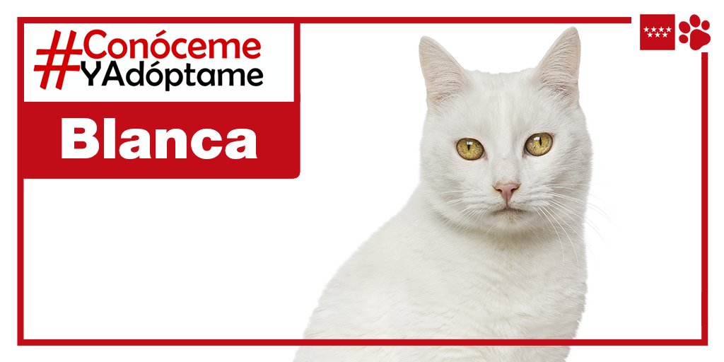 Adopta 🐶🐱 Comunidad de Madrid tweet media
