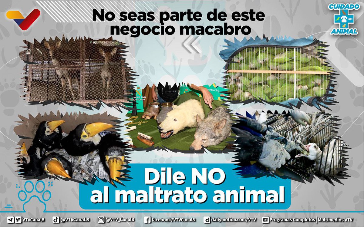 VTVcanal8's tweet photo. #NoAlMaltratoAnimal🐾| Los animales no son productos, son nuestros compañeros; nos aman y confían en nosotros para alimentarlos y cuidarlos. 

No los maltrates, son seres que necesitan ser protegidos.

#27FRebeliónAntimperialista https://t.co/M9xBv5Gpuz