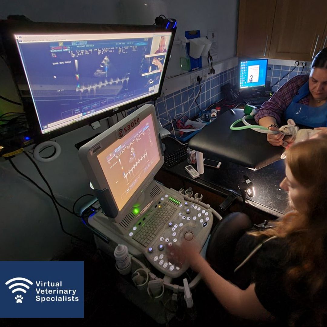 VVS (@vvs_vet) on Twitter photo Love echos but not sure how to interpret your images?
Do cardiac measurements cause confusion?
Would you like to improve your skills whilst working up your own patients?
For more information email info@vvs.vet or visit our website
vvs.vet
#vetcardio #vetcpd Love echos but not sure how to interpret your images?
Do cardiac measurements cause confusion?
Would you like to improve your skills whilst working up your own patients?
For more information email info@vvs.vet or visit our website
vvs.vet
#vetcardio #vetcpd