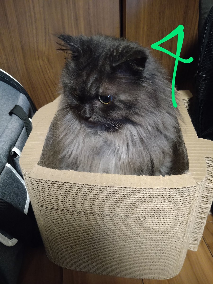 Hrv4T3's tweet photo. エコハウスのネコハウスだよ！

#cathouse #ecology #scottishfold #エコ #スコティッシュフォールド #破壊 https://t.co/JzZOFJhlma
