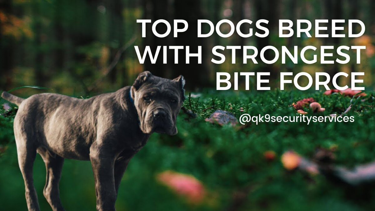 Qk9services's tweet photo. Want to know the Top Dogs Breed with the strongest Bite force:
https://t.co/qt70WK5oZm
Contact us at:
𝐏𝐡𝐨𝐧𝐞: +𝟒𝟒𝟕𝟑𝟕𝟓𝟏𝟎𝟎𝟔𝟏𝟐
𝐄𝐦𝐚𝐢𝐥: 𝐢𝐧𝐟𝐨@𝐪𝐤𝟗𝐬𝐞𝐫𝐯𝐢𝐜𝐞𝐬.𝐜𝐨.𝐮𝐤
#Guard #guarddog #bestbreed #ronnie #qk9services #onsite #protection https://t.co/4eDlG0AU31