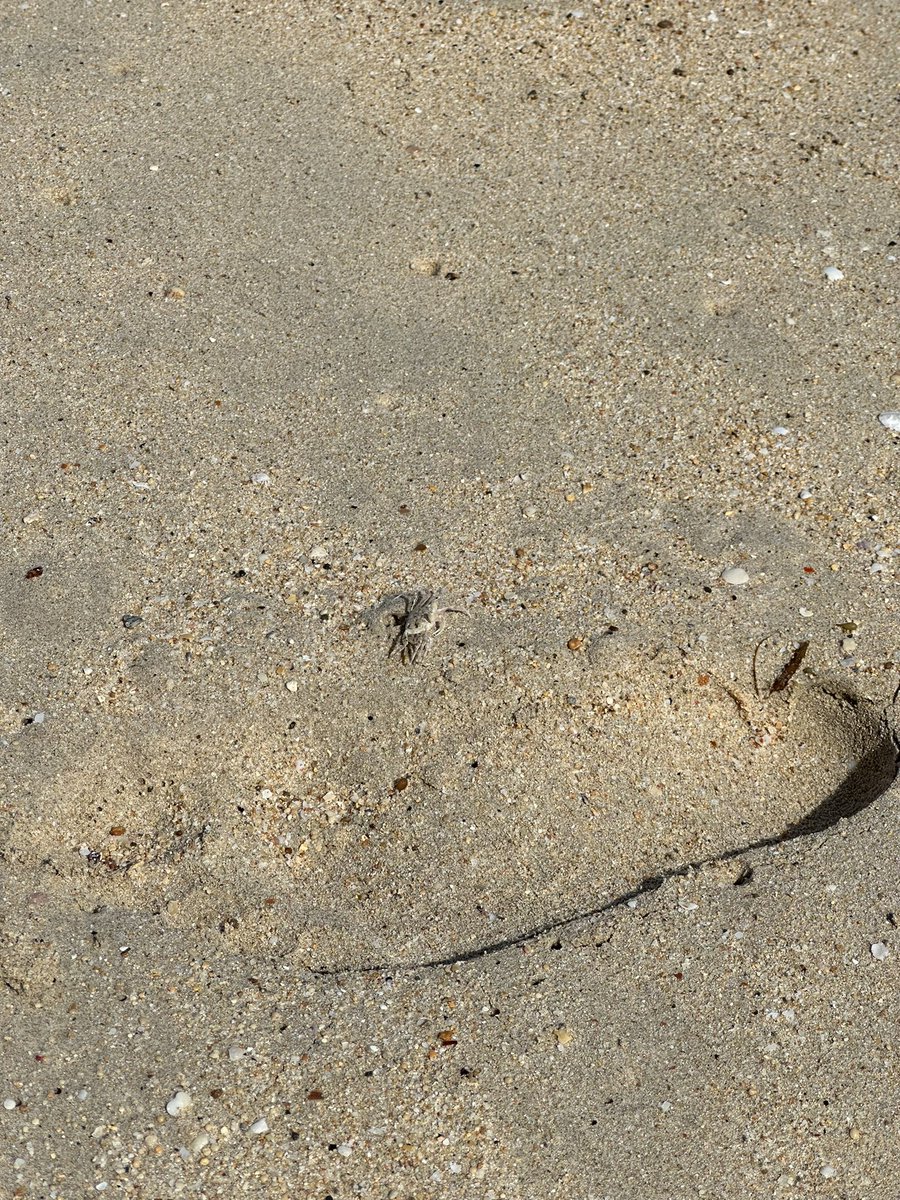 GrumpyOwl99's tweet photo. The middle one is a searching riddle. Find the crab.
#vacation #philippines #shiptrip https://t.co/0l0EYEiuuu
