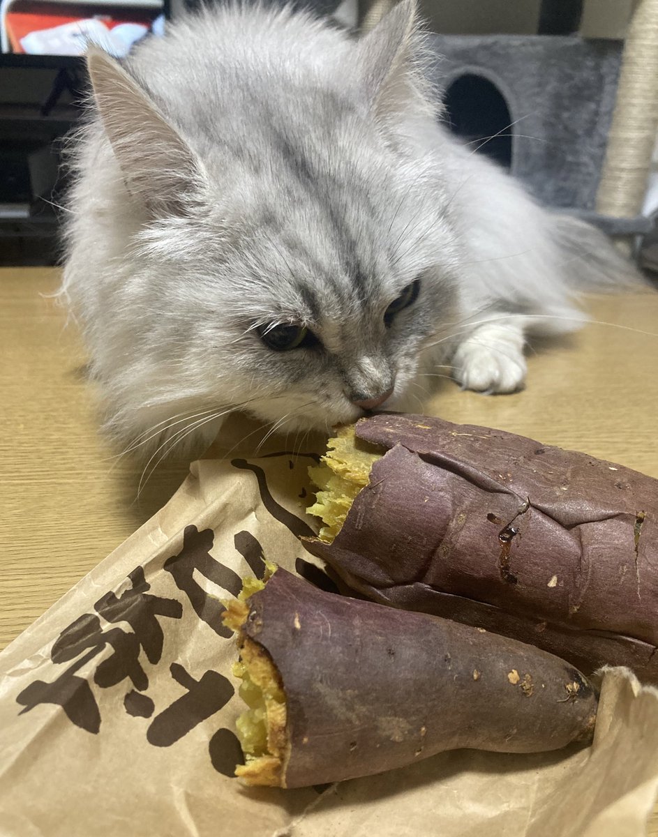 yukimi_munch's tweet photo. 焼き芋好きらしい

#ミヌエット #短足ミヌエット 
#猫がいる幸せ 
#猫好きさんと繋がりたい https://t.co/3QPAyd1MR6