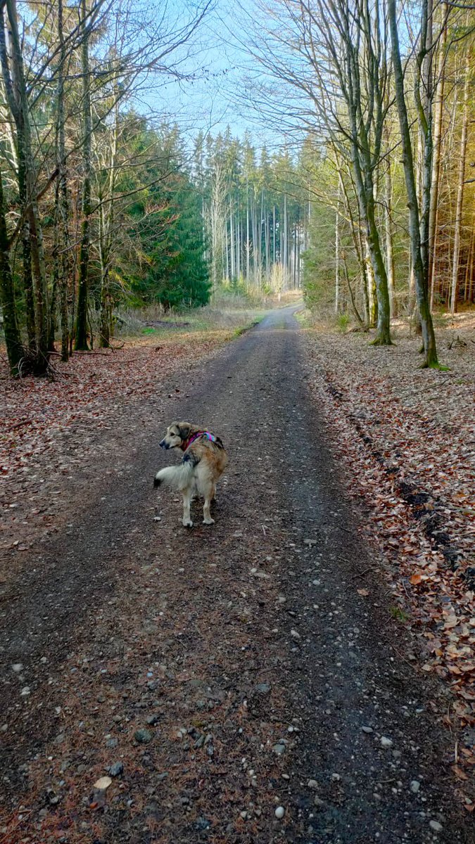 wuffmaus's tweet photo. im urlaub mit greta @diedeichgraefin 🤩 https://t.co/V8CwmUK6on