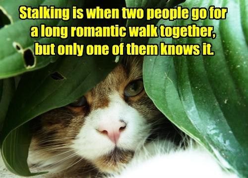 HealSuffering's tweet photo. The life of a #Pawfleet Officer 
#CATarmy https://t.co/dFRmW7avWt