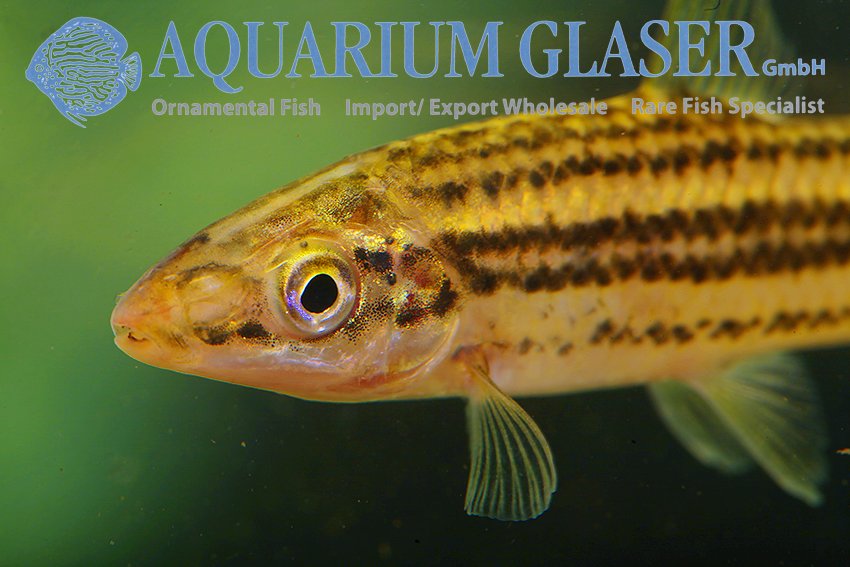 aquariumglaser's tweet photo. #Leporinus #sexstriatus
find more details and pics @ https://t.co/kgExUnuDLM https://t.co/LhgKo8zT7H