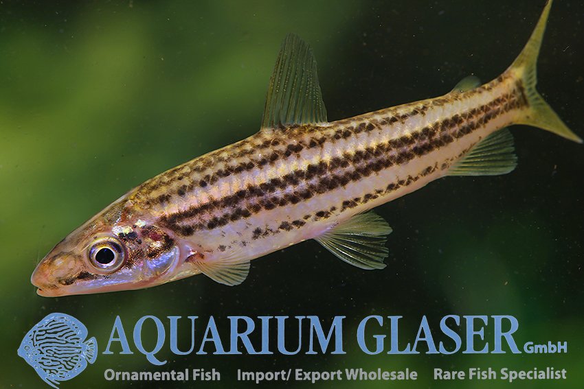 aquariumglaser's tweet photo. #Leporinus #sexstriatus
find more details and pics @ https://t.co/kgExUnuDLM https://t.co/LhgKo8zT7H