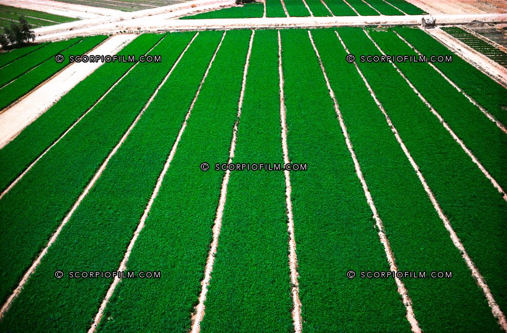 صور جوية (نادرة) لمزارع الأحساء غاية في الروعة .. من تصوير الفرنسي رنيه تشيكوف مينوزا René Tchékof Minosa (١٩٧٧ م)

#الاحساء_قديما