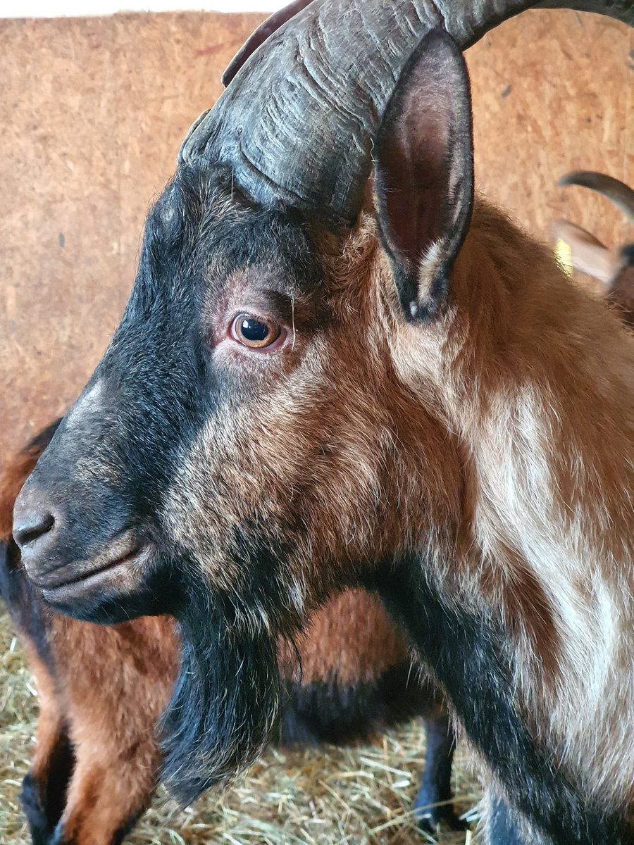 Moonietay's tweet photo. @SMPGoLive Here's a goat... #SMPGoLive https://t.co/lxzBWdPDnC