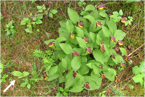 IUCN Orchid Specialist Group tweet media