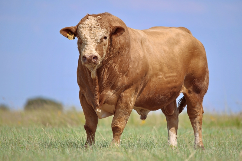 SimmentalerZA's tweet photo. SALE RESULTS
Malemba 26th Production Auction
15/2/2023, Louwna NW

Bull
Offered / Sold - 29/29
Average Price - R 67 758
Highest Price - R 100 000

Lot 34 JMS20564 (photo 1 &amp; 2) and Lot 48 JMS20491 (photo 3 &amp; 4) sold for R100 000 each. https://t.co/KiBddfAZVp
