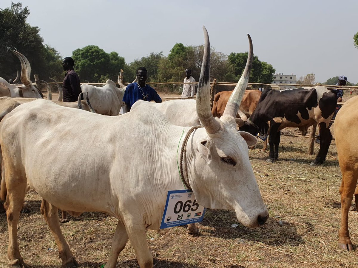 GERinSSD's tweet photo. Wealth, pride, culture 😍: A glimpse from @FAOSouthSudan agricultural exhibition in Terekeka. Livestock, farming &amp; fishing central to livelihoods in 🇸🇸.

Emphasis on commercialization,  value addition, increase in production &amp; productivity &amp; market linkages 4 local produce. #SSOT https://t.co/mvX8uQvGPU