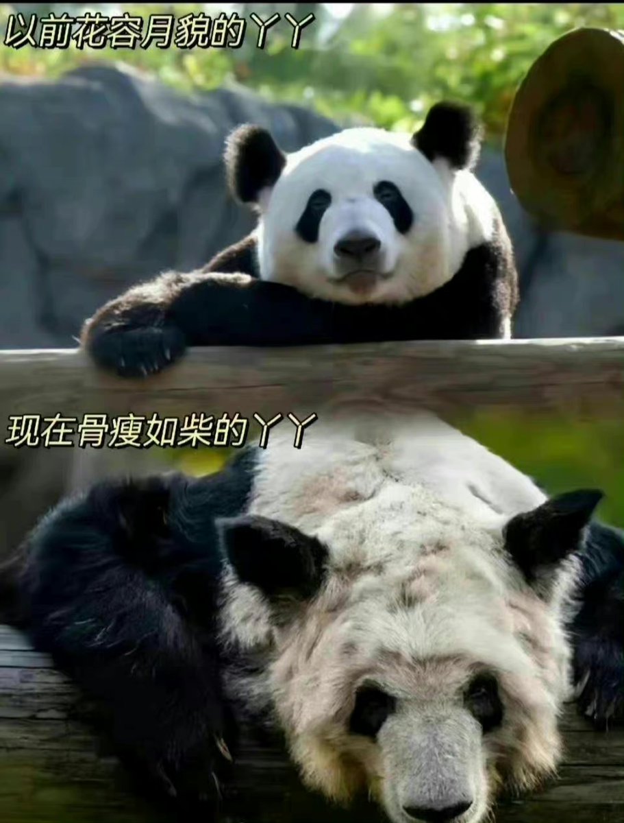 RainbowM0728's tweet photo. #NationalPandaDay There are 9 pandas in the US. YaYa &amp; LeLe, held captive at Memphis Zoo, suffer from parasites, mental distress, low-quality bamboo, and a lack of nutrition. Join @PandaVoicesOrg @IDAUSA to support #SaveYaYaLeLe with a tweet... https://t.co/zt9iTf6Rub @Change https://t.co/eR7pXTxCDO