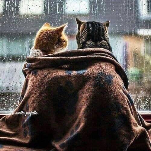 GobeBlind's tweet photo. “È che sei tu. E quando si tratta di te, io non lo so che mi succede. Per quanto cerchi di trattenermi, se si tratta di te io sono felice.”

(Carlos Ruiz Zafón)

#CarlosRuizZafón https://t.co/FKBkTULoGC