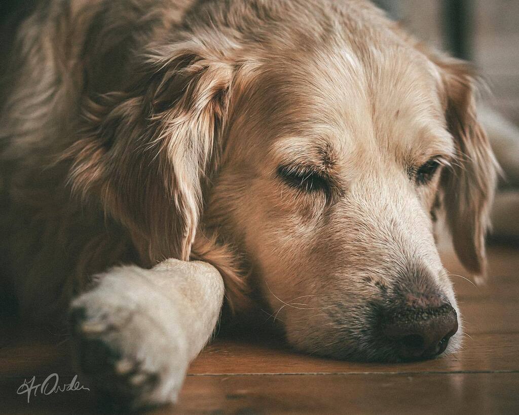 Four legged friends 

#scenesfrommk #petlovers #petphotography #dogsdaily #petscorner #petfriendly #longhairedretriever #goldenretrievers #raw_pets #your_fourleggedfriends #exquisitepics20_animals #petportrait #pets_perfection #dogs instagr.am/p/CpJ_tk8sclZ/