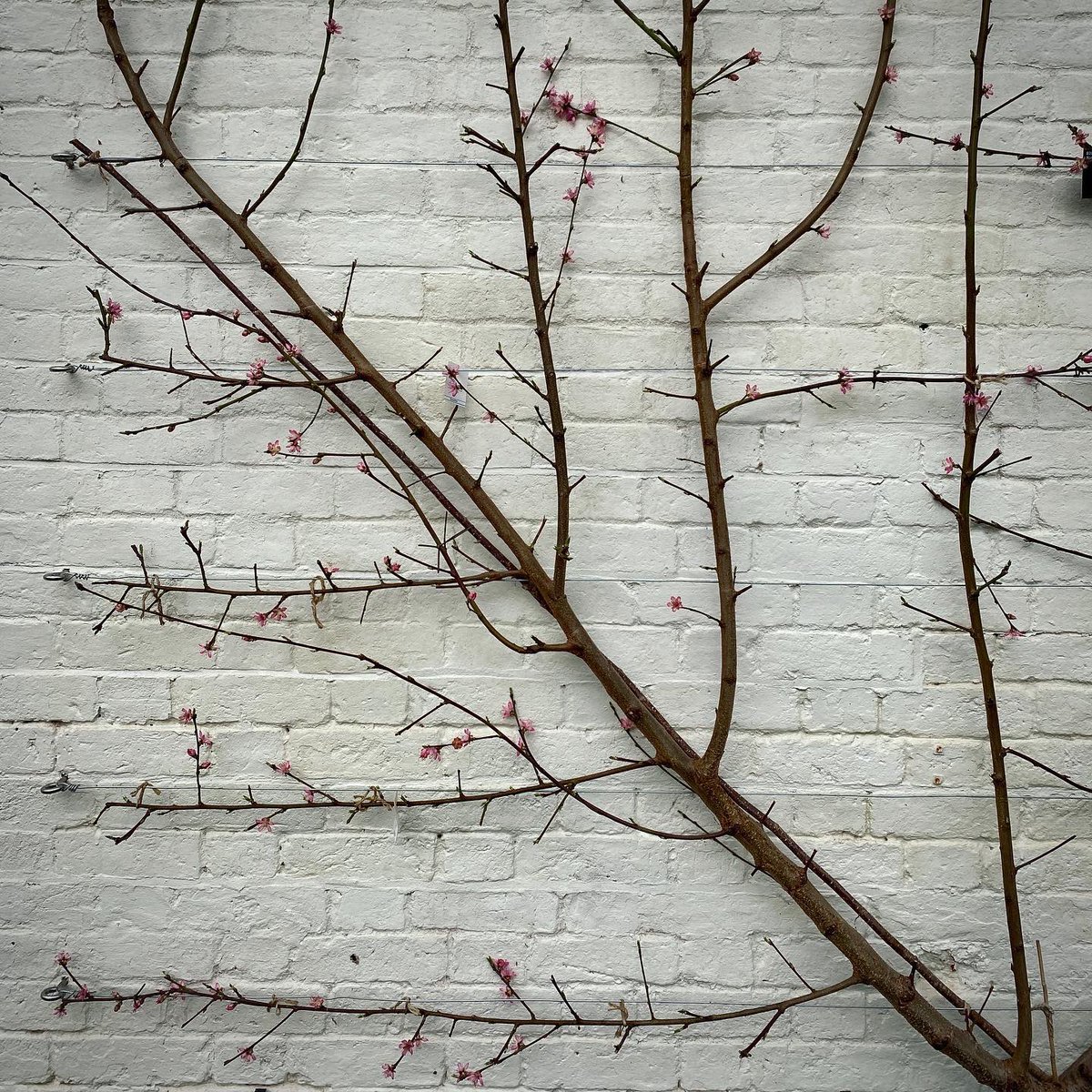 pih_darren's tweet photo. Even in low season, an inspirational visit to RHS Bridgewater. A beautifully designed and maintained garden with community and environmental sustainability at its heart 🌱 #rhsbridgewater #harrisbuggstudio #tomstuartsmith #tomstuartsmithstudio #gardendesign #rhs https://t.co/o4U6tpsuVt