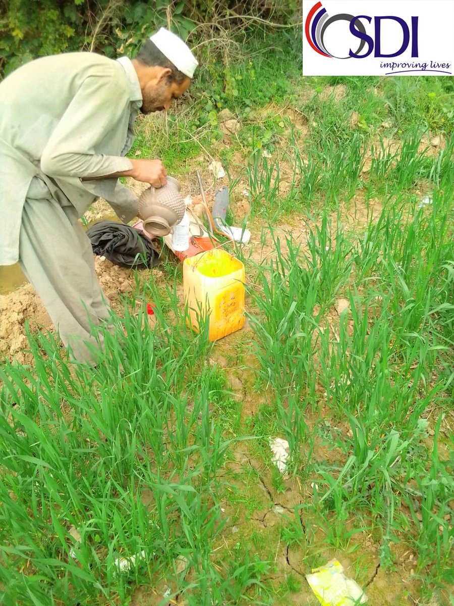 #osdi_pk appointed #agro expert had #nitrophosfertilizer and #pesticidespray spinkled on the 1400 #orange #fruitplants given in #horticulture project phase I & II in district #Mardan (#KPK) on 21st February 2023