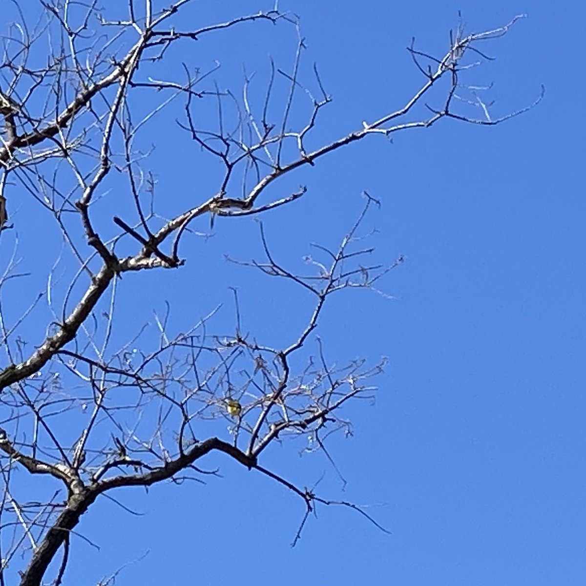 bare tree no humans tree branch blue background sky outdoors  illustration images