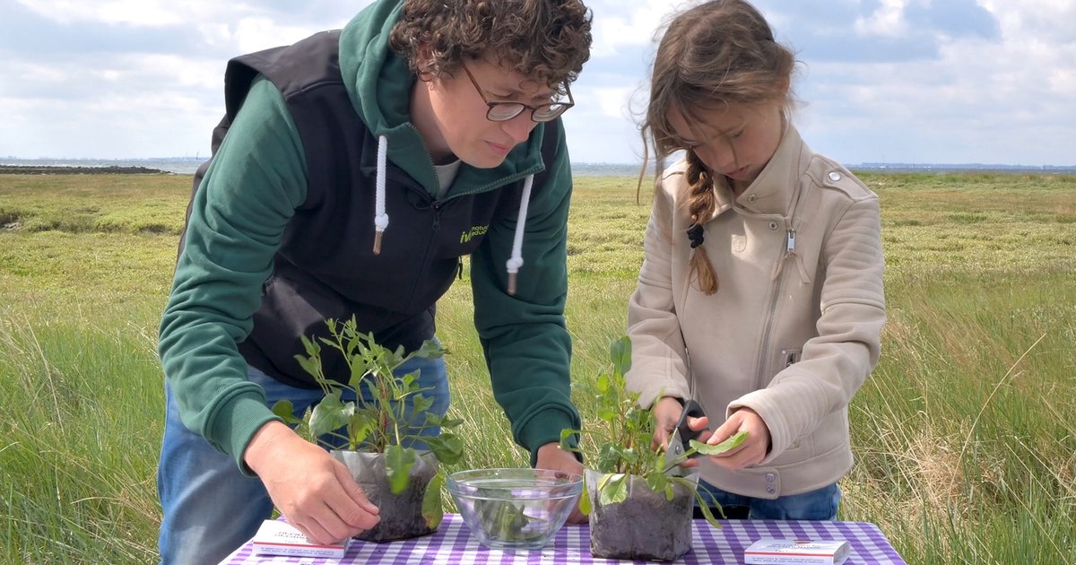 IVNZeeland's tweet photo. Aan de Zeeuwse kust groeien bijzondere ‘zilte’ planten, zoals zeekraal en strandbiet. Die kun je nu ook makkelijk zelf kweken, dat is leuk én leerzaam. Ben je docent op een Zeeuwse school? Vraag dan nu gratis #zilte #zadenpakketjes aan voor de hele klas! https://t.co/kcKxxLDxK7 https://t.co/3dT1K0fxek
