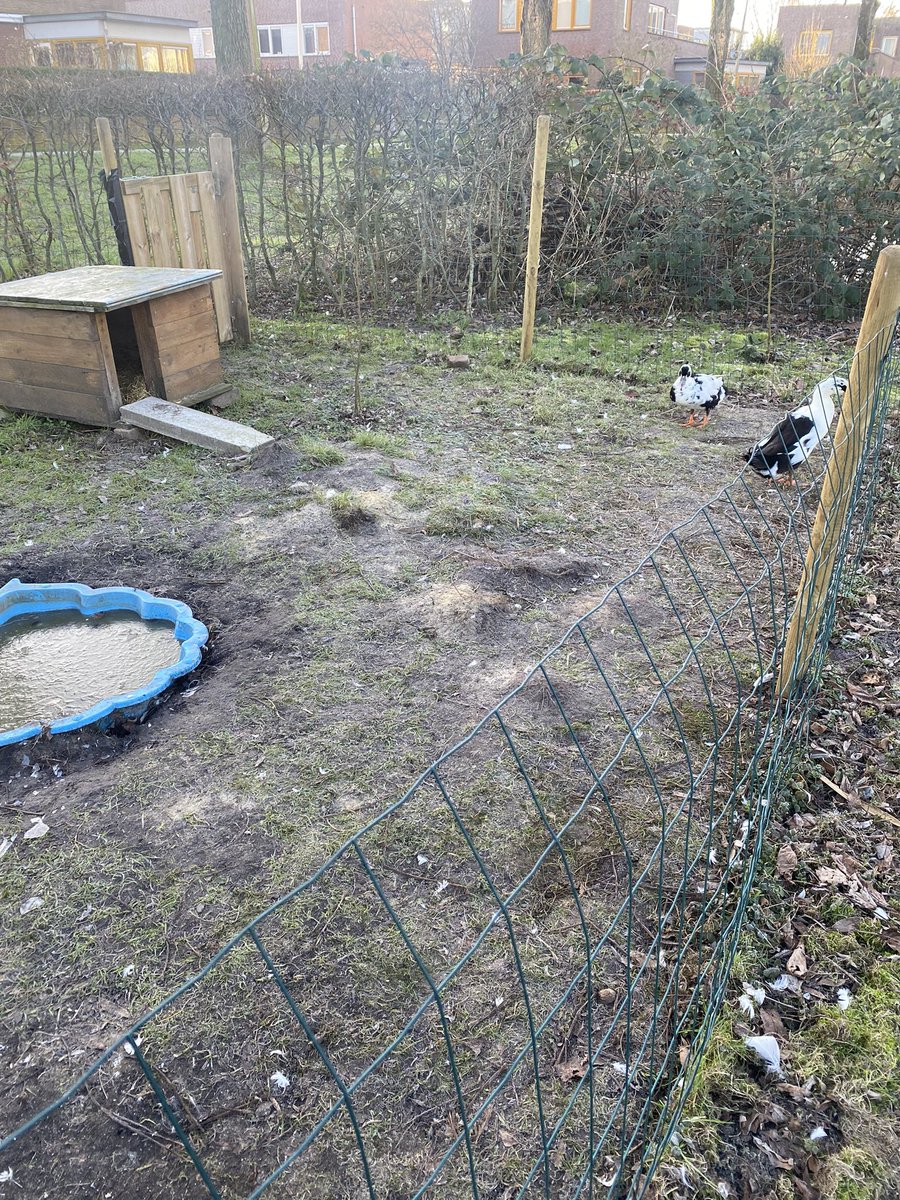 Ook een goeie morgen van de loop eendjes 🐥