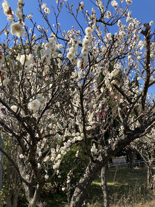 わしは桜より梅派 