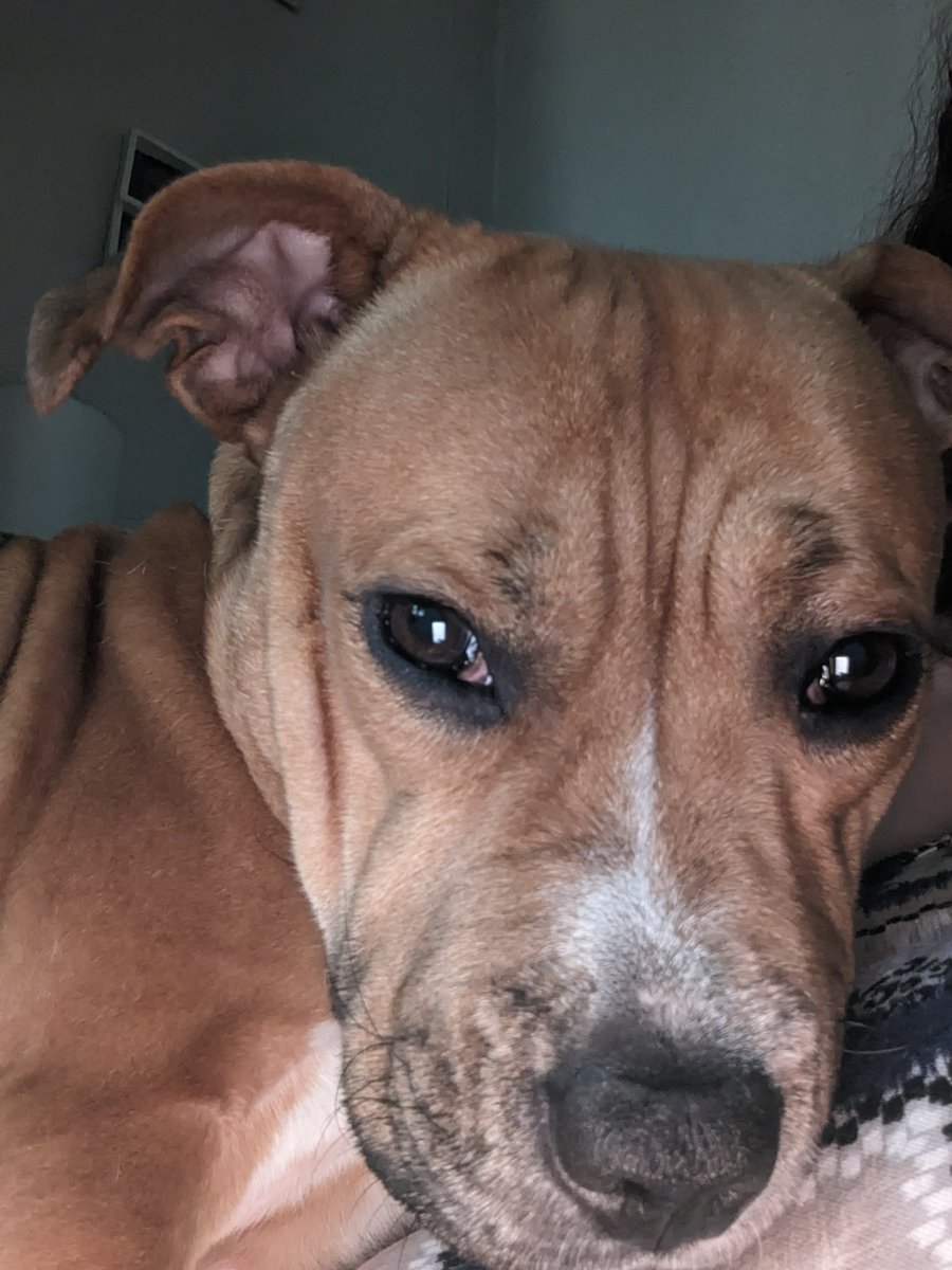 A very good morning from me a sleepy Layla. Hope you're all well and have marvellous monday xx