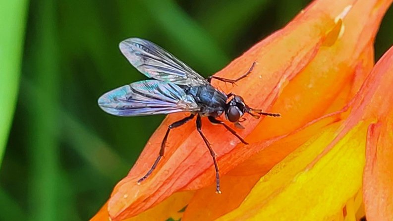 Insecten in Amelisweerd 🌳 tweet media