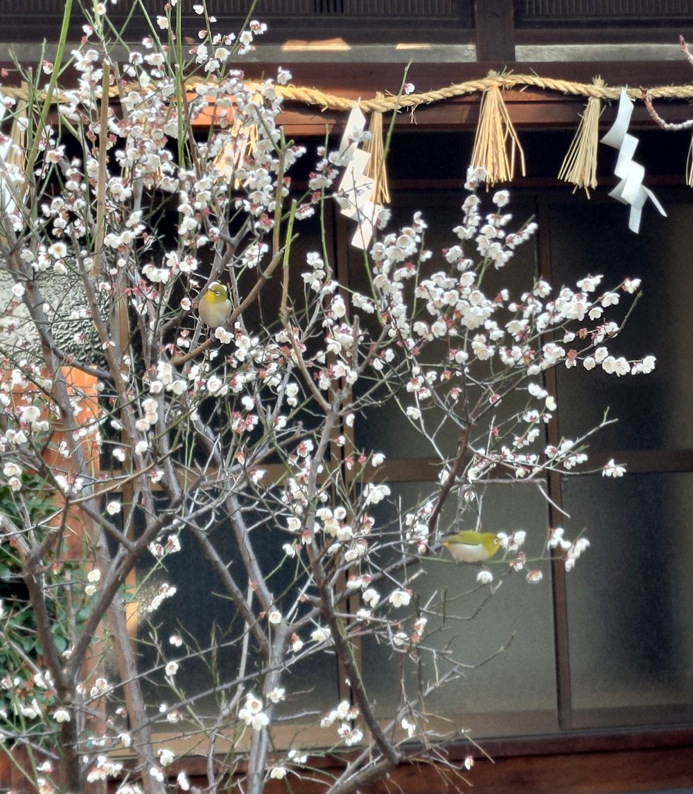 久々の生根神社野鳥の会。
境内の梅の花にメジロが毎日来ています。
#生根神社
#メジロ