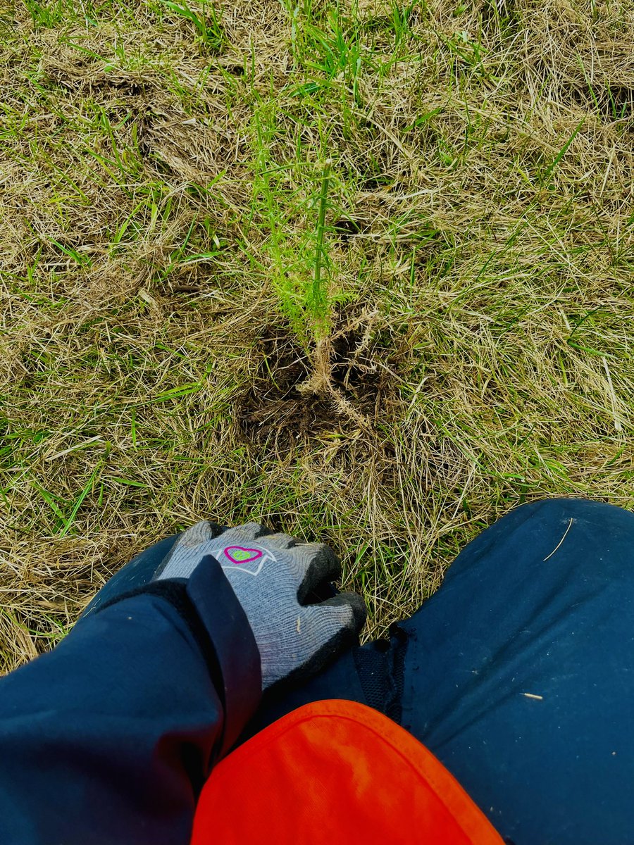 adored earth tweet media