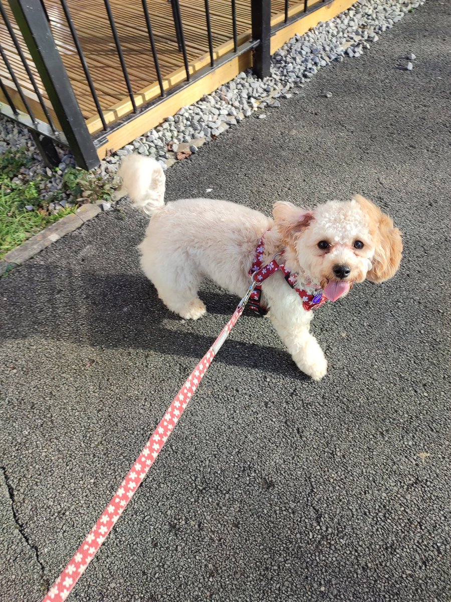 KJon88's tweet image. That's the look of love and happiness right there! Them little teddy bear eyes! 🐻 🐶🐕🐩 My beautiful #cavapoochon Flopsy ❤️❤️ she's stolen my heart and ran away with it!