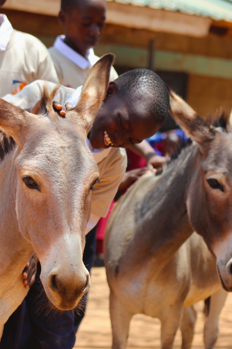 TheBrookeEA's tweet photo. Do you ever wish for a world where compassion isn't just reserved for our fellow humans, but extends to animals too? 🌍🐾

That's why we're passionate about teaching school-going kids about #DonkeyWelfare through our donkey care clubs. 

Let's inspire the next generation 💕 https://t.co/W0SiO7XpsC