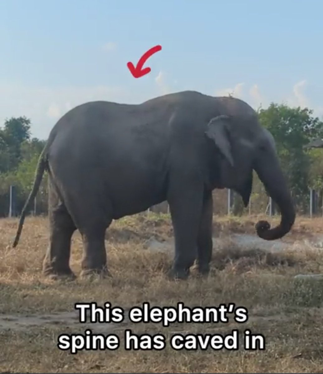 OElephants's tweet image. A damaged elephant back after years of hard work

No Vet needed 😳
#DoNotRideElephant 🐘⛔