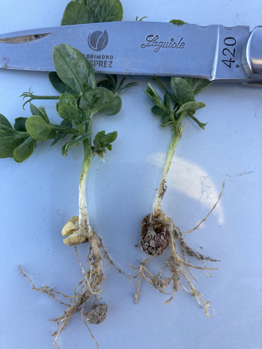 Gaeck_FD tweet media