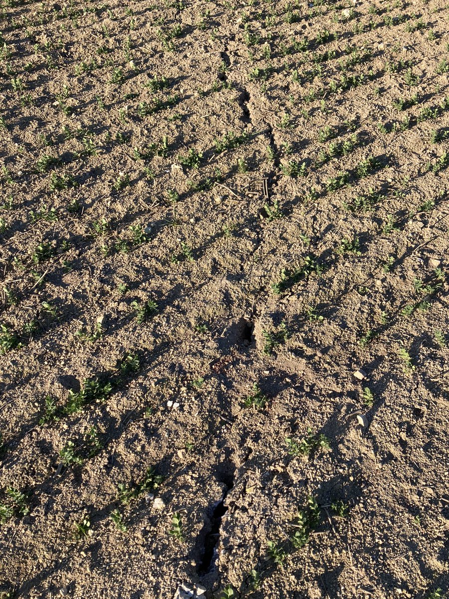 Gaeck_FD tweet media